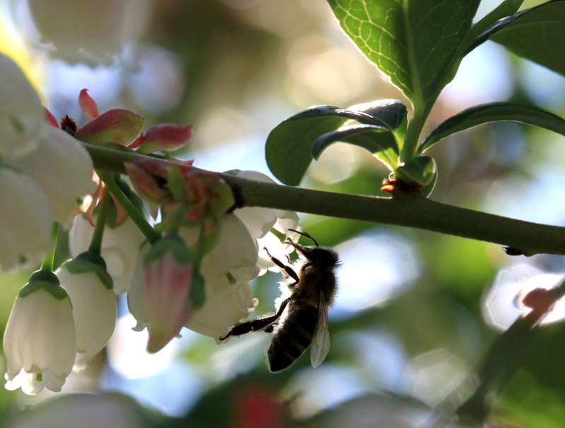 pszczoła, zapylanie jagodowych, pszczoły na borówce