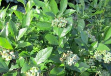 Jaki będzie borówkowy seozn?