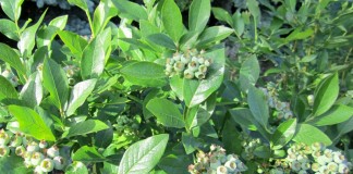 Jaki będzie borówkowy seozn?