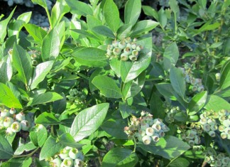 Jaki będzie borówkowy seozn?