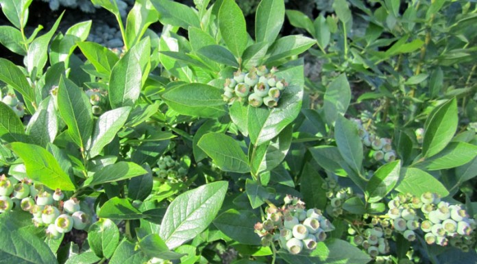 Jaki będzie borówkowy seozn?