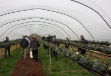 Na farmie Edward Vinson w Wielkiej Brytanii