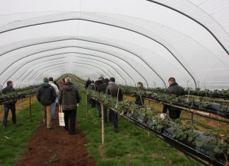 Na farmie Edward Vinson w Wielkiej Brytanii