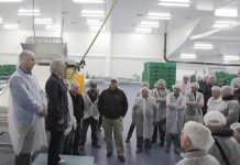 Mechaniczne sortowanie borówki