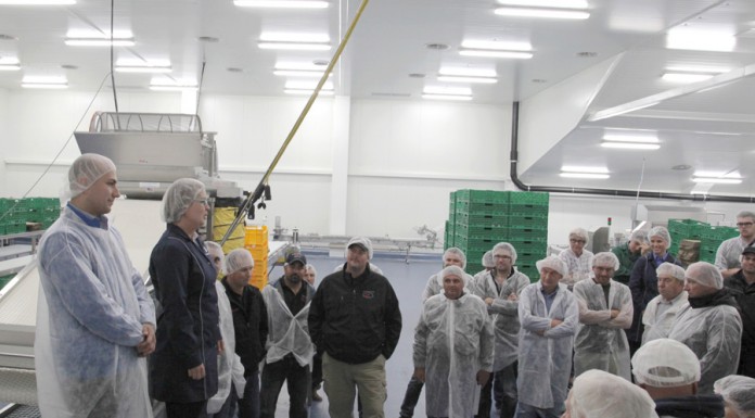 Mechaniczne sortowanie borówki