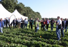 Nowości w ochronie truskawek