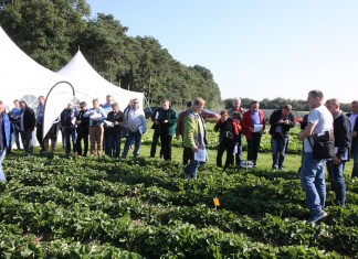 Nowości w ochronie truskawek