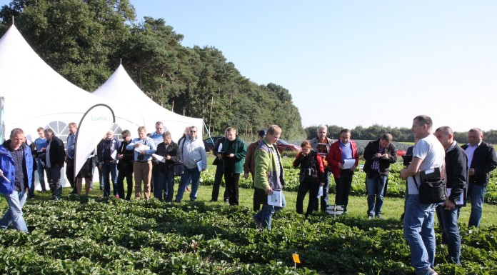 Nowości w ochronie truskawek