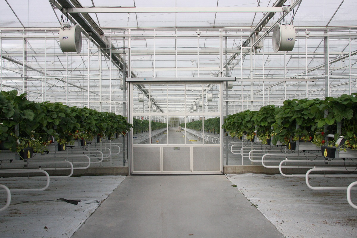 technologia uprawy, truskawki, uprawa truskawek w szklarni, ABZ Seeds