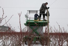 Zimą na plantacji borówek w Białusach