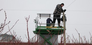 Zimą na plantacji borówek w Białusach