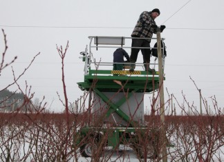 Zimą na plantacji borówek w Białusach