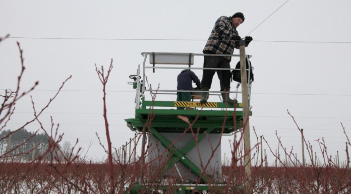 Zimą na plantacji borówek w Białusach