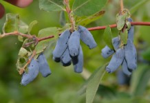 Możliwości uprawy jagody kamczackiej