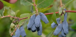 Możliwości uprawy jagody kamczackiej