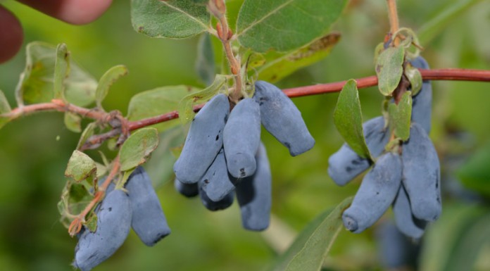 Możliwości uprawy jagody kamczackiej