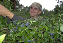 Zakładanie plantacji borówki na torfach