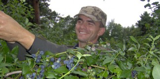 Zakładanie plantacji borówki na torfach