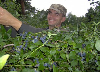 Zakładanie plantacji borówki na torfach