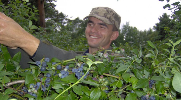 Zakładanie plantacji borówki na torfach