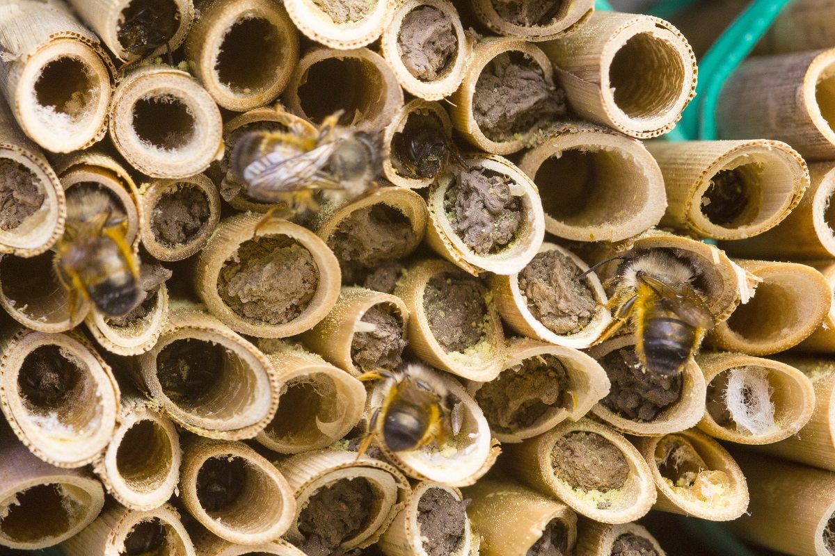 murarka ogrodowa, budujemy populację pożytecznych owadów,