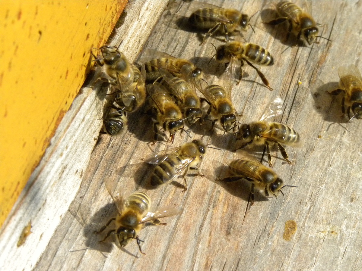 pszczoła miodna, zapylanie