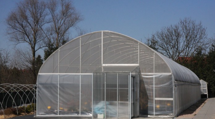 Maliny i jeżyny z laboratorium in vitro