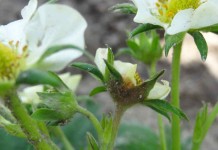 Na plantacjach truskawek w rejonie Chynowa