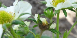 Na plantacjach truskawek w rejonie Chynowa