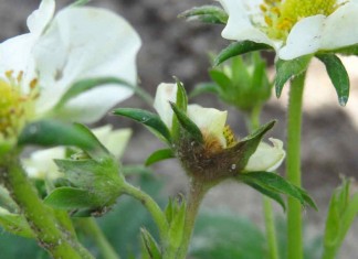 Na plantacjach truskawek w rejonie Chynowa