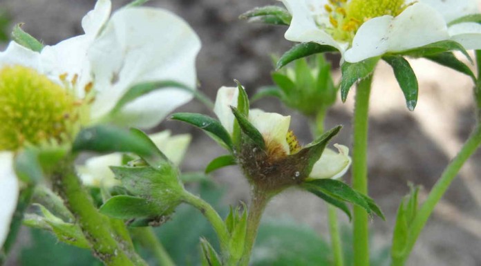 Na plantacjach truskawek w rejonie Chynowa