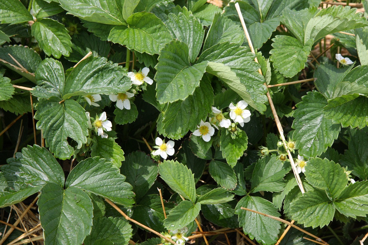 komunikat jagodowy, ochrona truskawek, truskawka kwitnienie