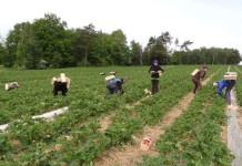 Na plantacjach truskawek 19 maja 2014 roku