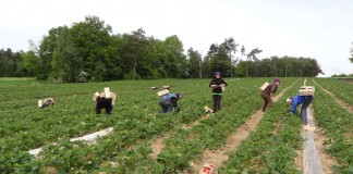 Kwarantanna dla pracowników sezonowych – co oznacza w praktyce