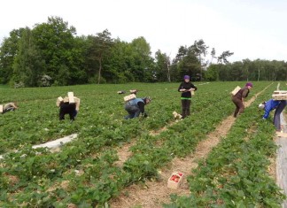 Na plantacjach truskawek 19 maja 2014 roku