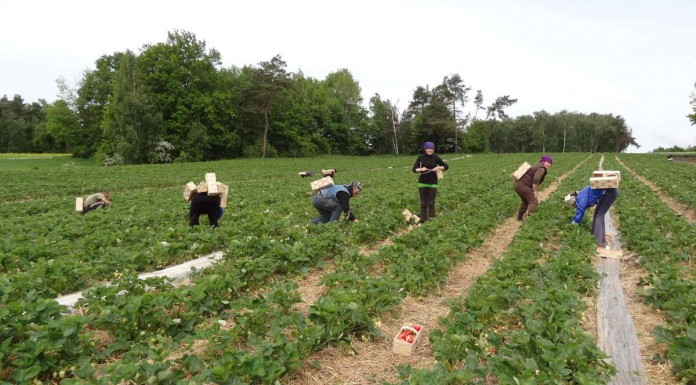 Na plantacjach truskawek 19 maja 2014 roku