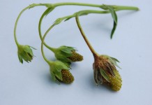 Wstępna ocena sytuacji po przymrozkach