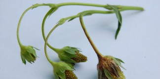 Wstępna ocena sytuacji po przymrozkach