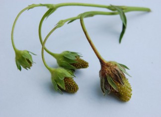 Wstępna ocena sytuacji po przymrozkach