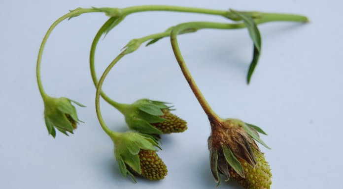 Wstępna ocena sytuacji po przymrozkach