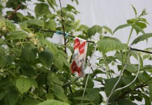 Malinowe Factory – finał już 31 maja