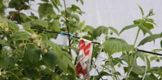 Malinowe Factory – finał już 31 maja