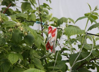 Malinowe Factory – finał już 31 maja