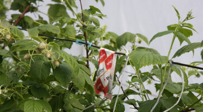 Malinowe Factory – finał już 31 maja