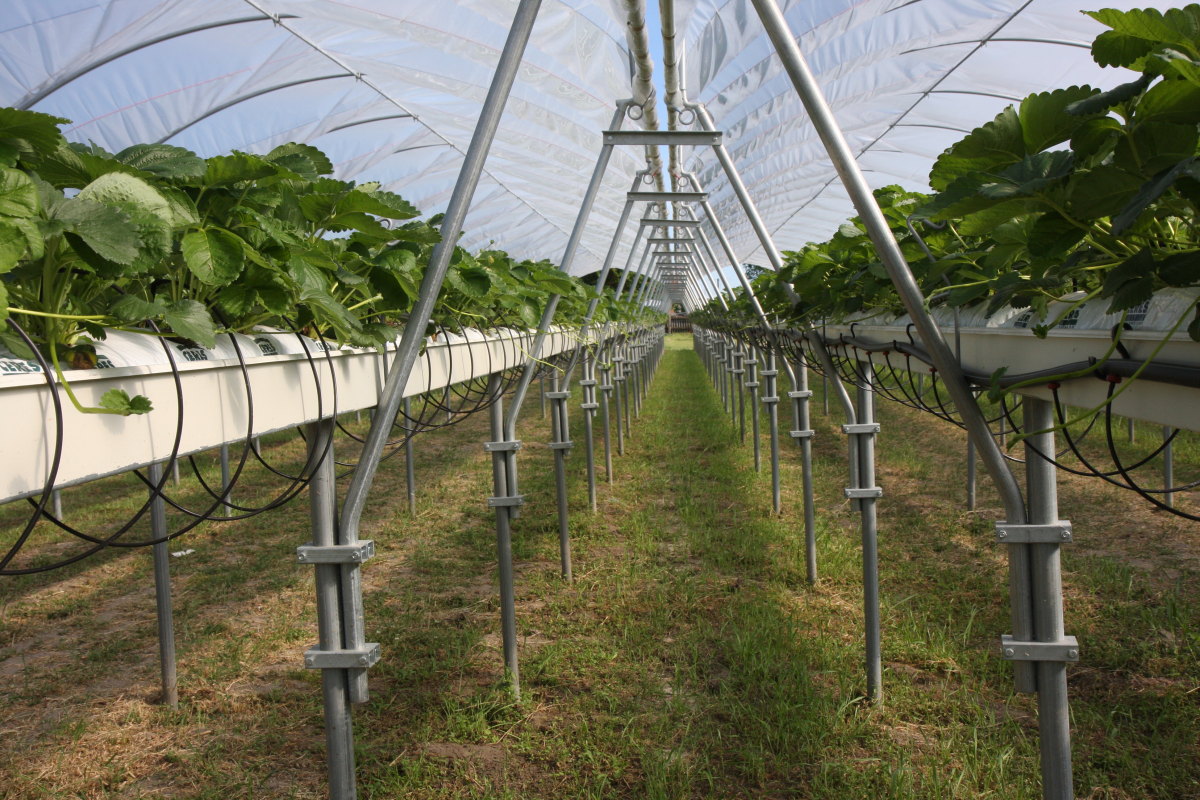 IMG_3161minitunele_dni_truskawki