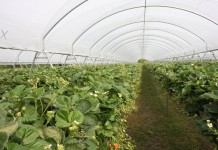 IV Dni Otwarte Truskawki