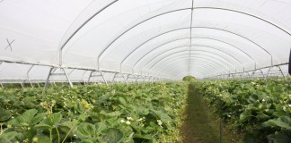 IV Dni Otwarte Truskawki