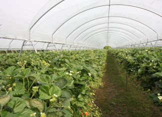 IV Dni Otwarte Truskawki