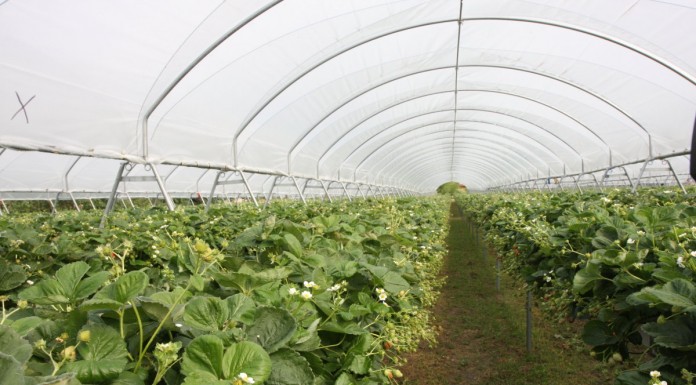 IV Dni Otwarte Truskawki