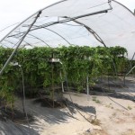 Jagodowe deserowe z Agronom Berries